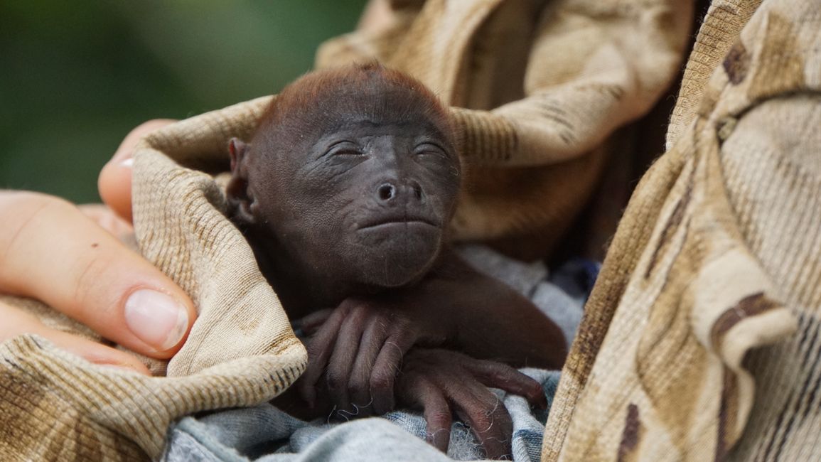 A red howler monkey baby