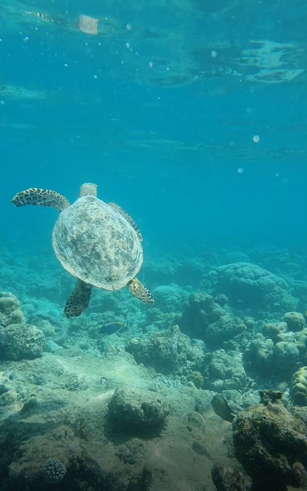 Turtle at the reef