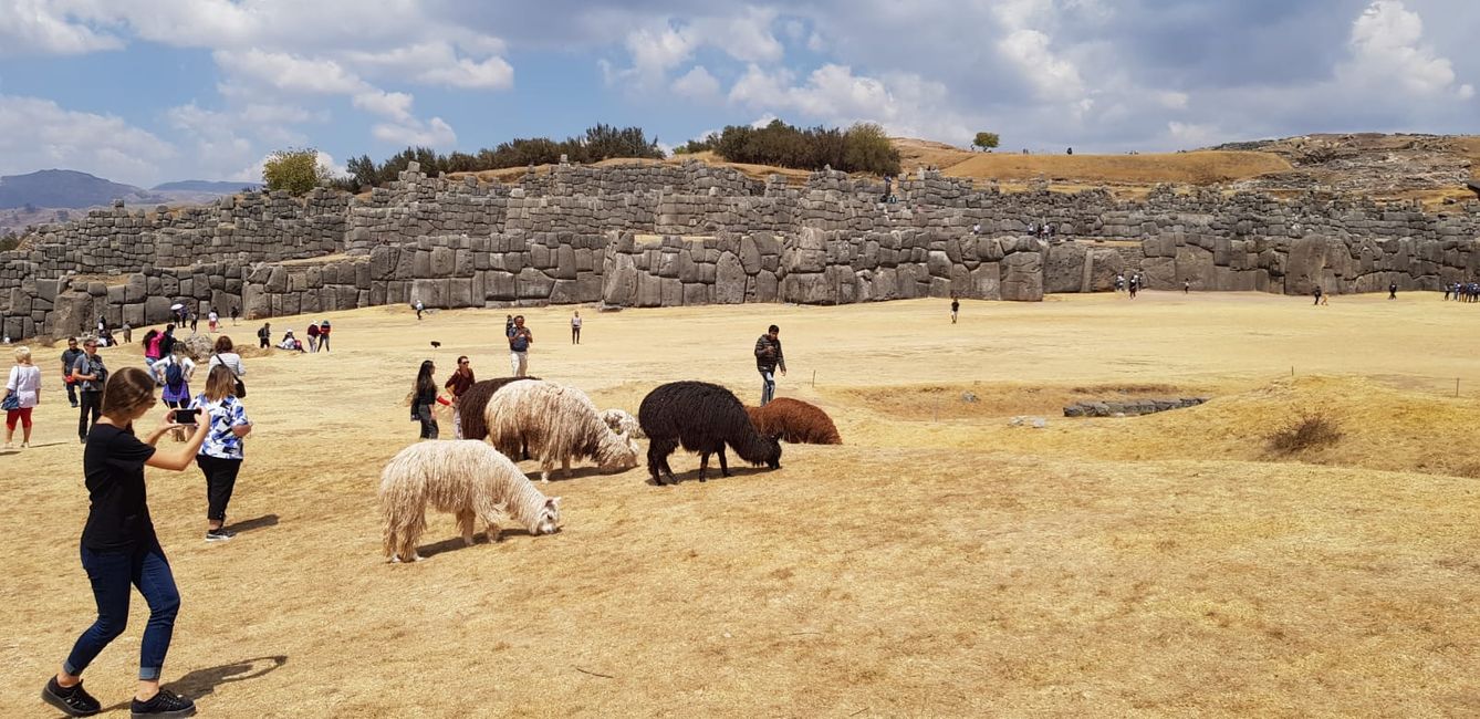 Llamas at Sacsayhuaman