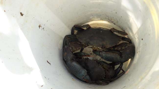 Freshly caught crabs 