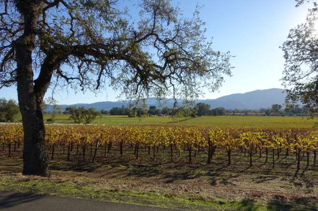 More vineyards