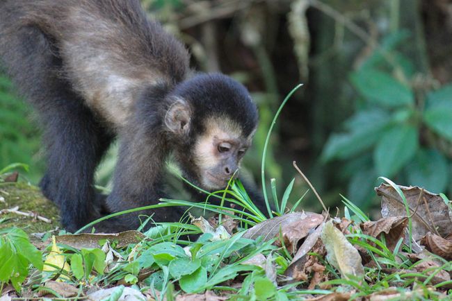 Monkey in the Iguazu National Park
