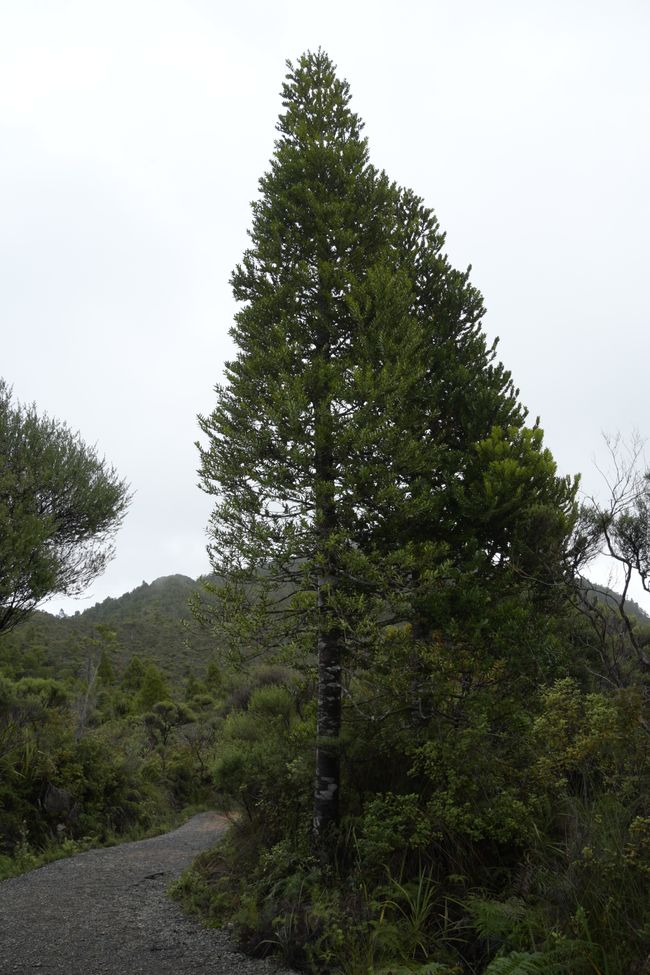 West Side – wędrówka po szczytach – młode drzewo Kauri