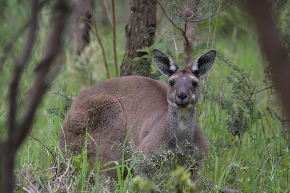 Castle Rock Trail - Giant Kangaroo