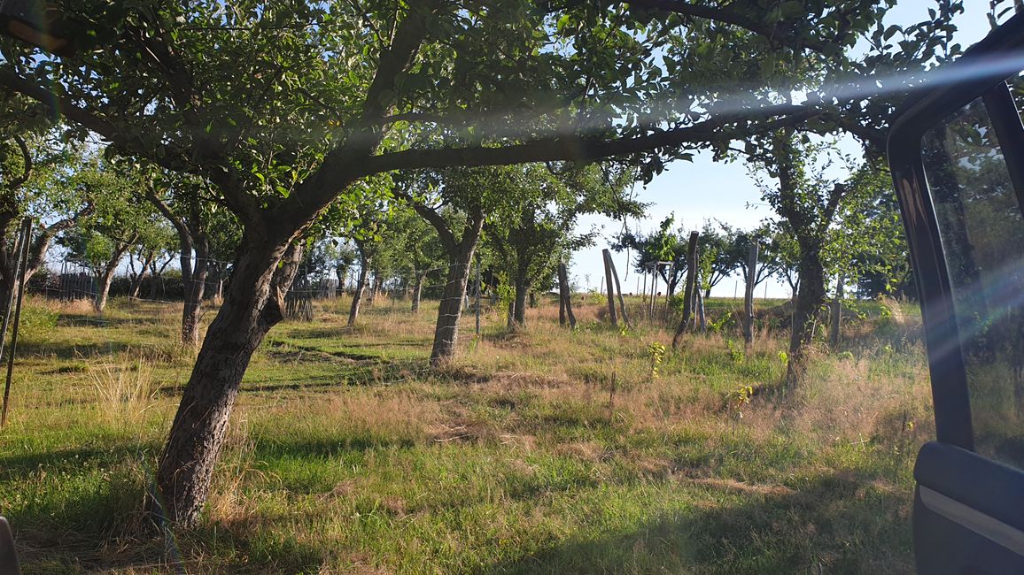 View from the car of the orchard