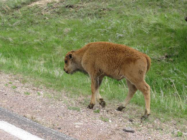 A bison calf