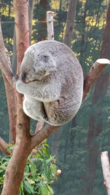 Grandpa Koala