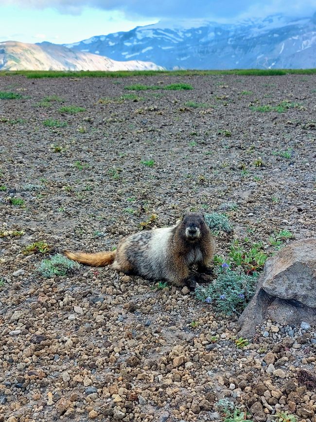 Cute marmot