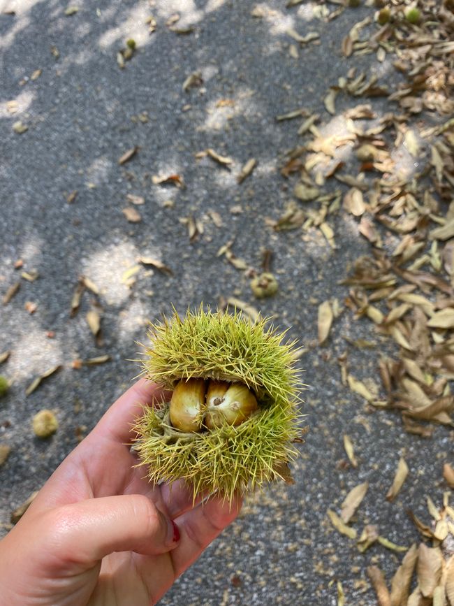 This is what chestnuts look like here.