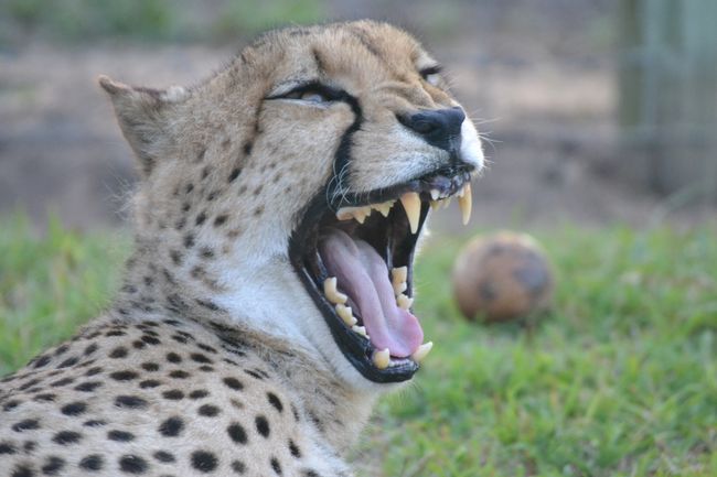 Emdoneni Lodge and the Cats Release Program