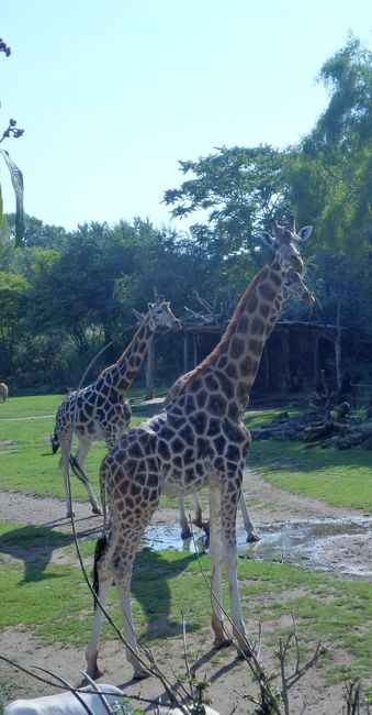 Giraffe in the African enclosure