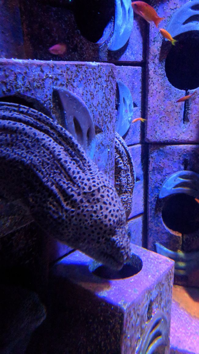 Atlantis the Palm - Lost Chambers  Aquarium