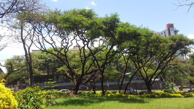 Acacias at the Dilachn Monument