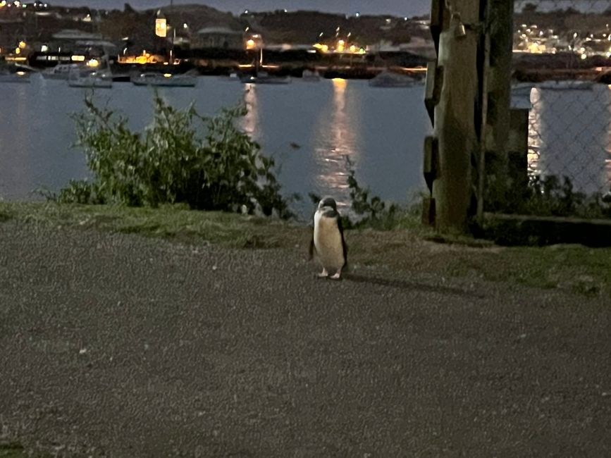 Oamaru - Little penguin at night