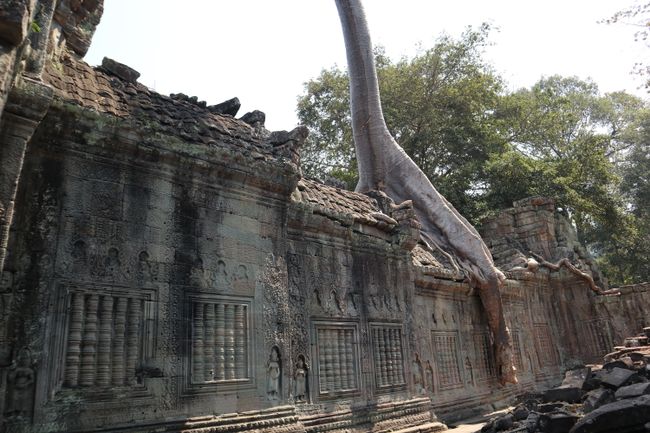 Ein Baum wächst aus Preah Khan.