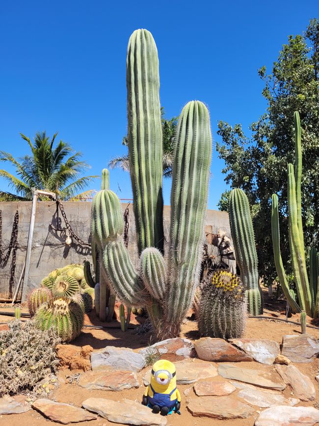 Stuart loves the huge cactus..