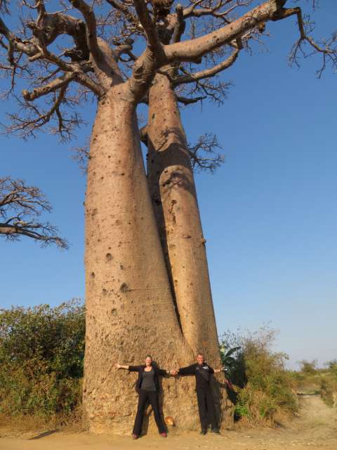 Fahrt durch die Baobab Landschaft bis zum Kirindy Wald
