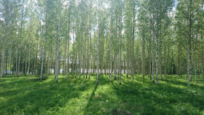 Birch trees everywhere