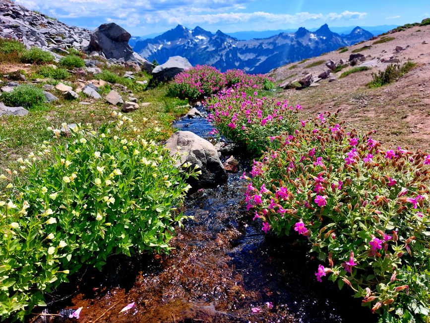 Beautiful alpine meadows