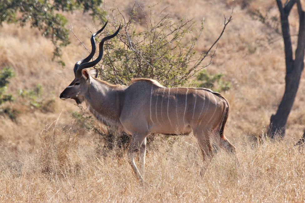 14 uru: Parque Nacional Kruger ukan thakhinjam sarañataki