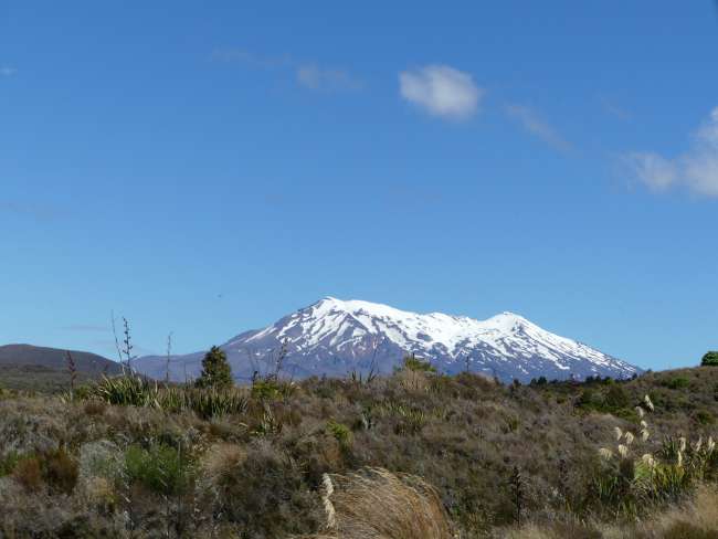Blick auf den Mount Ruapehu waehrend der Fahrt