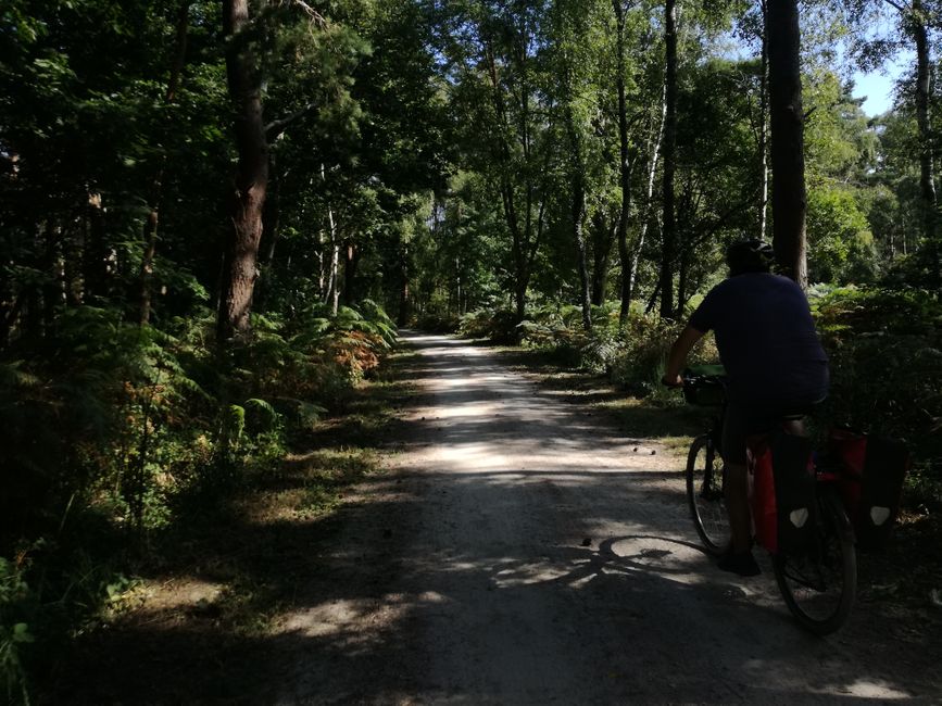 Schön grün im Wald, und weniger Wind, also top!
