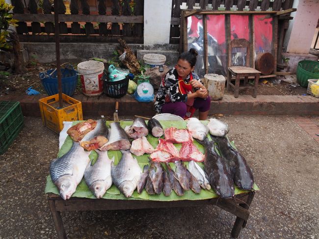 Flussfische aus dem Mekong