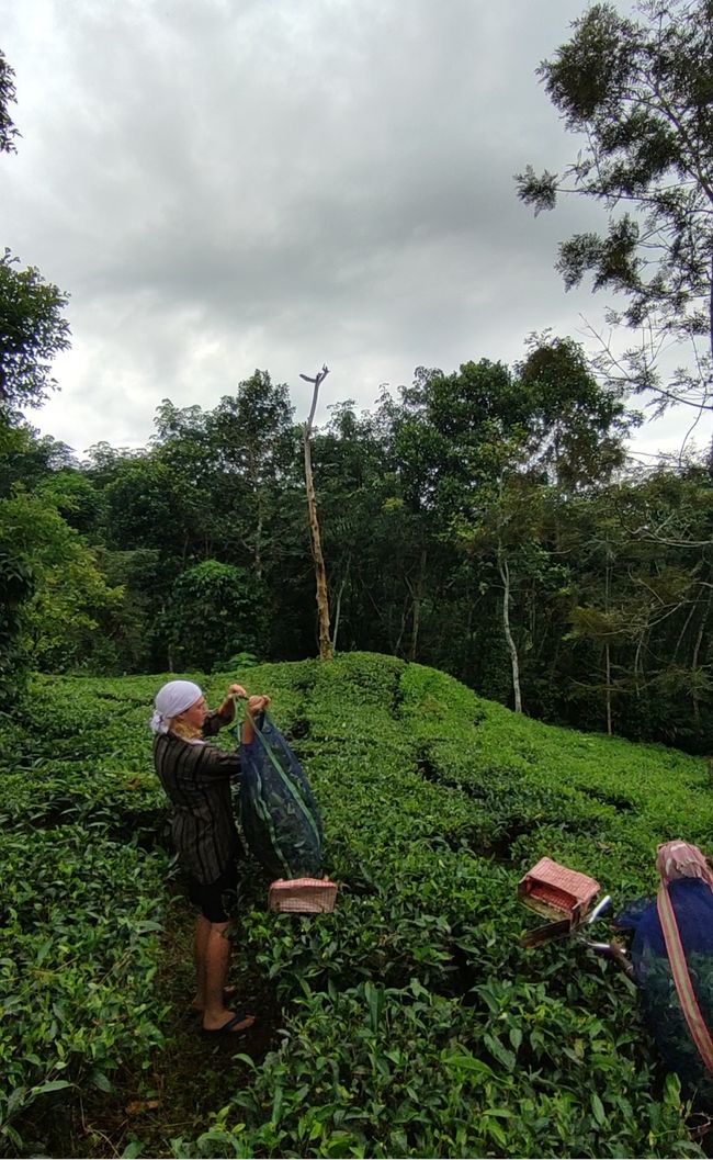 Working on a tea plantation - India