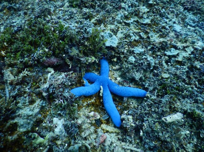 Blue starfish (Photo by Jana Pögel)