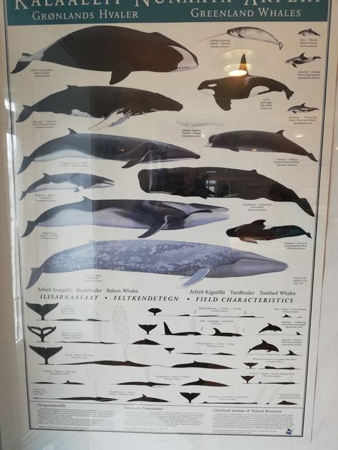 FInn- und Buckelwale haben wir gesehen. Aber es gäbe noch zahlreiche andere. Je nach Jahreszeit sind andere Wale anwesend.
