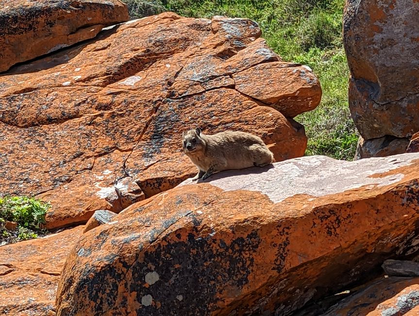 Plettenberg Bay/Robberg Nature Reserve