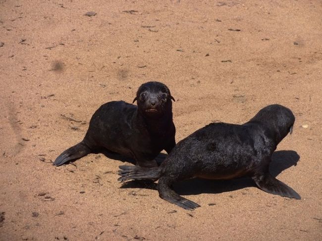 12.01.2019 - Swakopmund and the seal colony