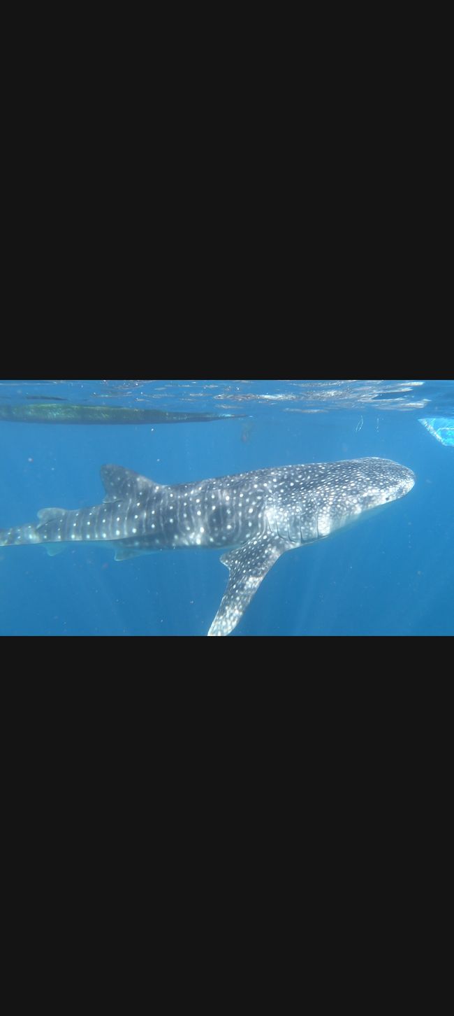 Snorkeling with whale sharks