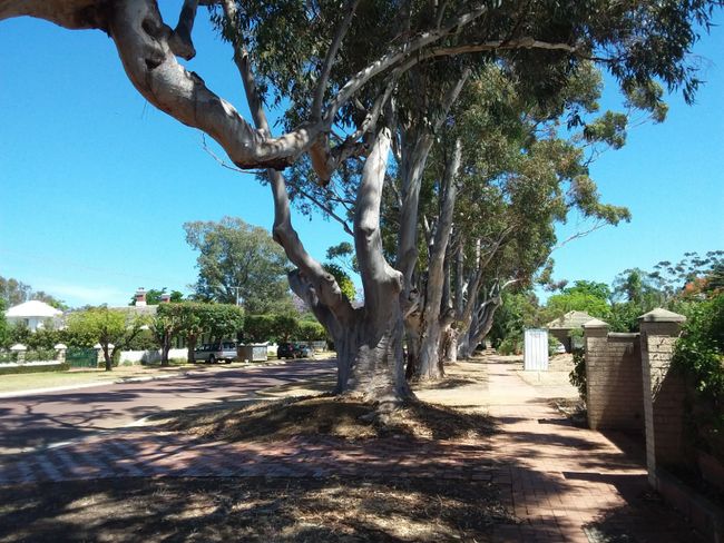 Alte Eukalyptusbäume in Guildford, Swan Valley, dem ältesten Weinanbaugebiet Australiens. 