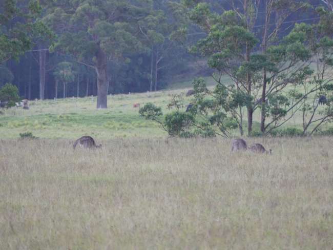 Kangaroes wat wei