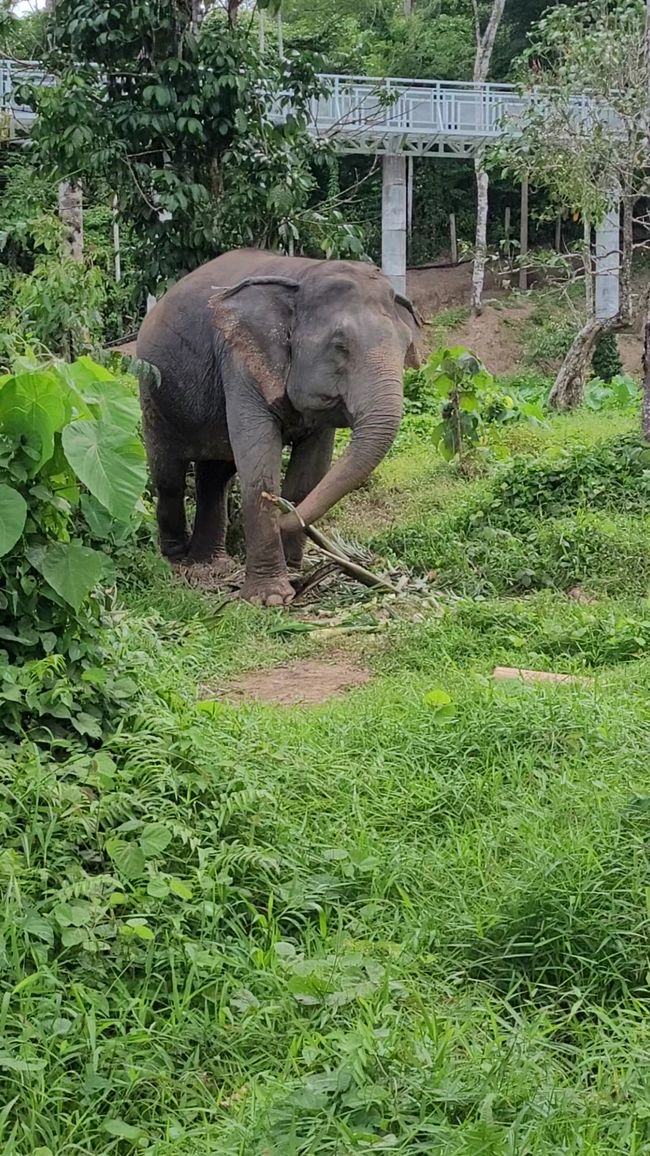 Phuket Elephant Sanctuary