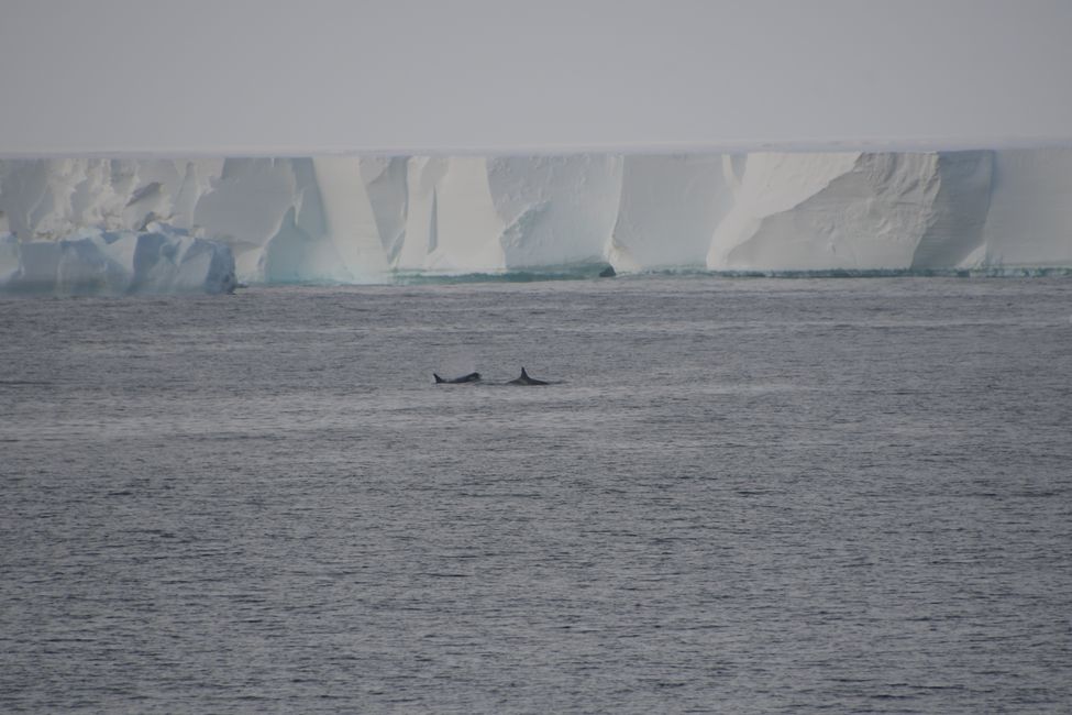 Orcas in front of the Ross Ice Shelf