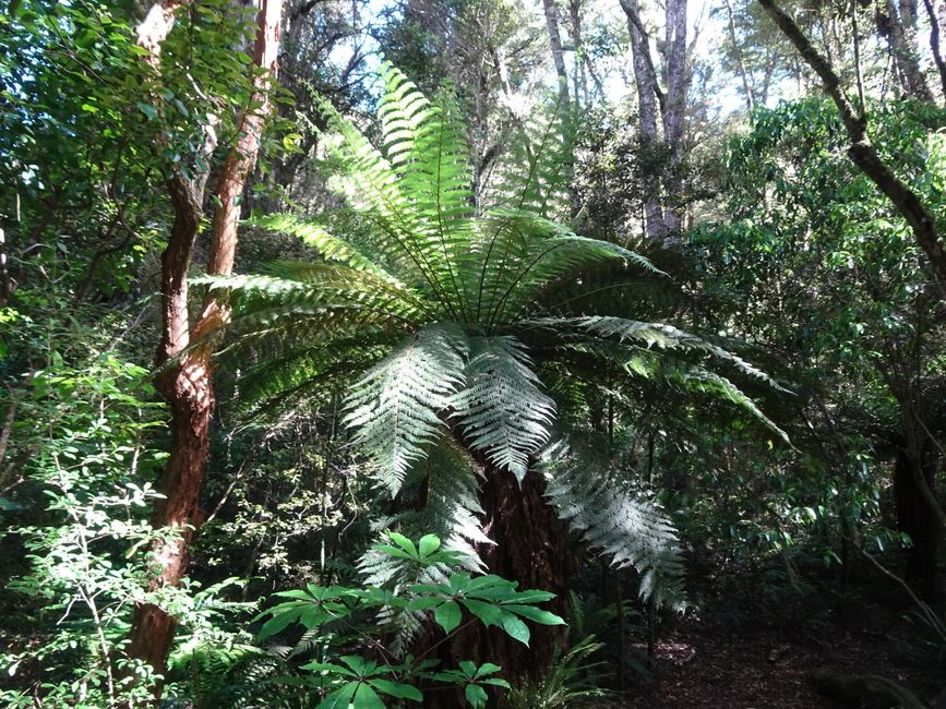 90% der Pflanzearten hier gibt es nur in Neuseeland 