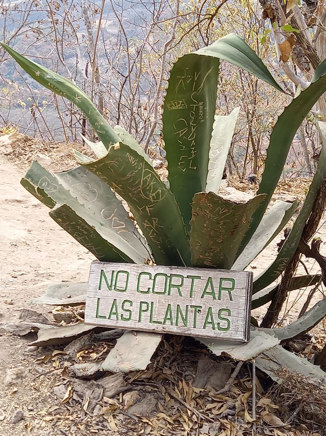 Bonusbild: "Nicht die Pflanzen abschneiden"