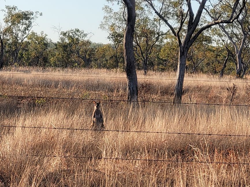 Wallaby 