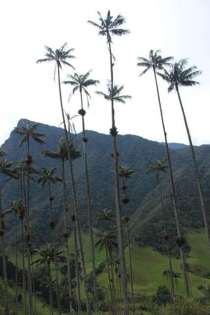 Höchsten Palmen der Welt