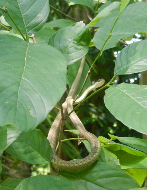 Pantanal Schlange/serpiente