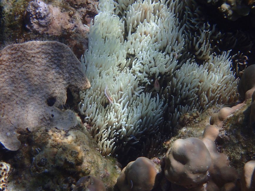 Snorkeling in Bunaken NP - Clark's anemonefish