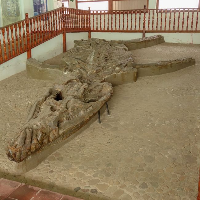 Am nächsten Tag habe ich mir dann ein Fahrrad gemietet und bin auf Tour gegangen. Erster Stopp das Museum El Fósil. Eines der größten und besterhaltenen Kronosaurier gibt es hier zu sehen. 