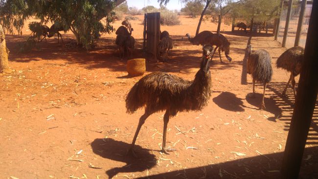 Erldunda Emu Farm