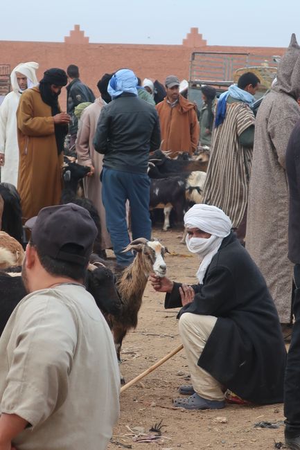 A day: Camel market in Guelmim, Tighmert Oasis, Fask