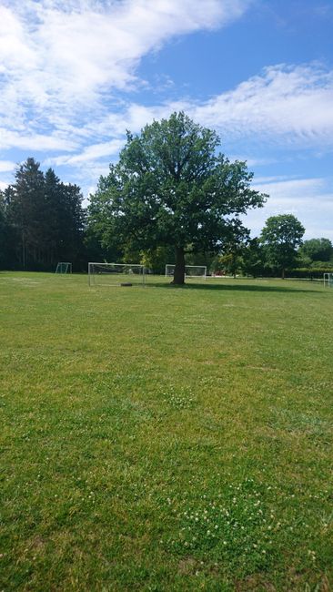 Oak tree in the soccer field