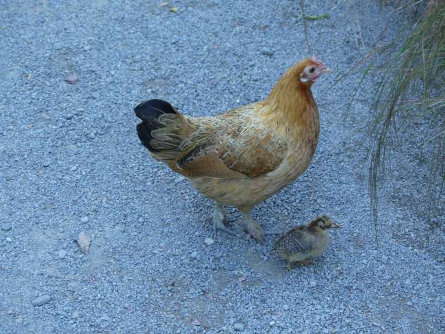 Pretty mommy chicken with an ultra cute chick