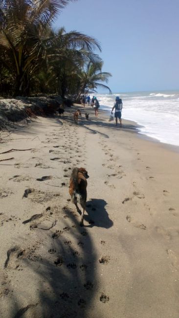 Dogwalk in Palomino (Colombia)