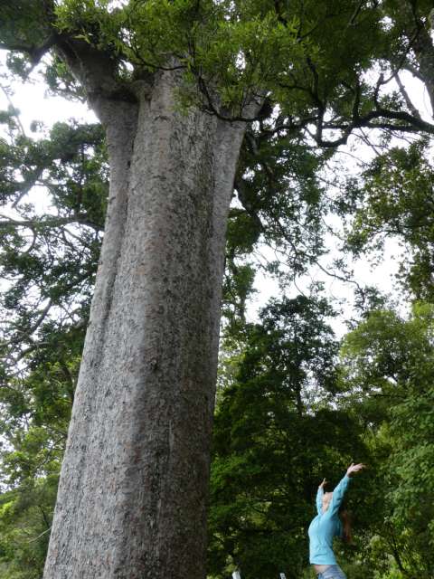 Me with the Square Kauri